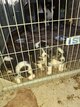 Chiot berger australien