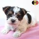 Adorables chiots Biewer Yorkshire pleins de...