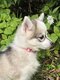 Chiots husky miniatures :  pomsky F3