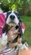 Chiot à vendre