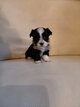 Adorable chiot bichon havanais