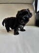 Adorable chiot bichon havanais