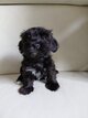 Adorable chiot bichon havanais