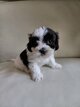 Adorable chiot bichon havanais