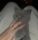 Bb british shorthair male