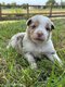 Chiots Border Collie