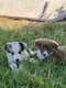 Chiots Border Collie