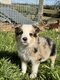 Chiots Border Collie