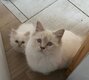 Birman lilac tabby point propose des saillies