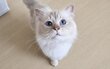 Birman lilac tabby point avec pedigree