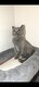 3 Adorables British shorthair