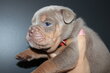 New English Bulldog. Pedigree.Chiots mâles.