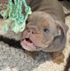 New English Bulldog. Pedigree.Chiot mâle.