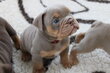 New English Bulldog. Pedigree.Chiots mâles.