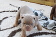 New English Bulldog. Pedigree.Chiot mâle.