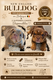 New English Bulldog. Pedigree.Chiots mâles.