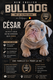 New English Bulldog. Pedigree.Chiots mâles.