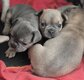 Adorable bouledogue français