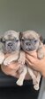 Adorable bouledogue français