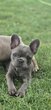 Adorable bouledogue français