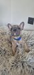 Adorable bouledogue français