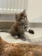 Adorable chaton Maine Coon