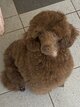 Magnifique caniche Grand nain Blue merle pra n