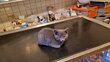 Chatons croisés