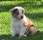 Chiots border collie