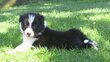 Chiot border collie