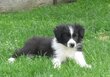 Chiot border collie