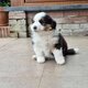 Magnifique chiot male noir tricolore
