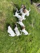 Jack Russel
