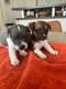 Chien chiot Jack Russell