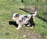 Berger australien avec pedigree
