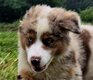 Berger australien avec pedigree