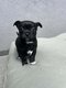 Chihuahua chiot noir tâche blanche