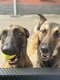 Chiots malinois
