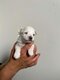 Magnifiques Bichons Maltais petites tailles