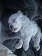 Magnifiques Bichons Maltais petites tailles
