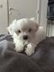 Magnifiques Bichons Maltais petites tailles