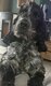 Cocker Anglais de 3 ans à donner
