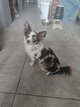 Femelle chihuahua