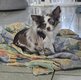 Femelle chihuahua