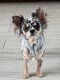 Femelle chihuahua