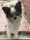 Magnifique chiot Chihuahua Mâle