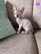 Chatons sphynx