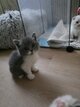 Chatons Scottish (Fold)