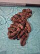 Chiot rhodesian ridgeback avec pedigree a...