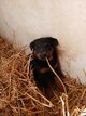 Magnifiques chiots Beaucerons